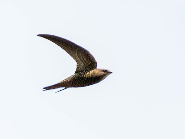 Fahlsegler  - Daniela Heldner